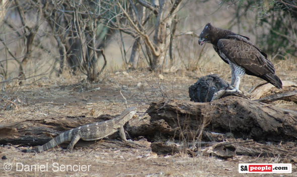 Eagle and prey