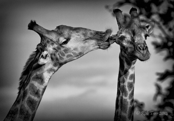 Giraffe licking ear