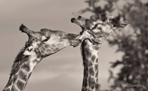 Giraffe licking ear