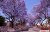 Jacaranda trees, Pretoria, South Africa