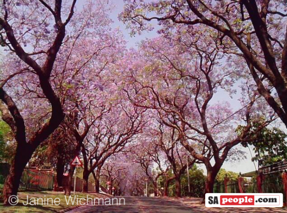 Jacaranda trees, Pretoria, South Africa