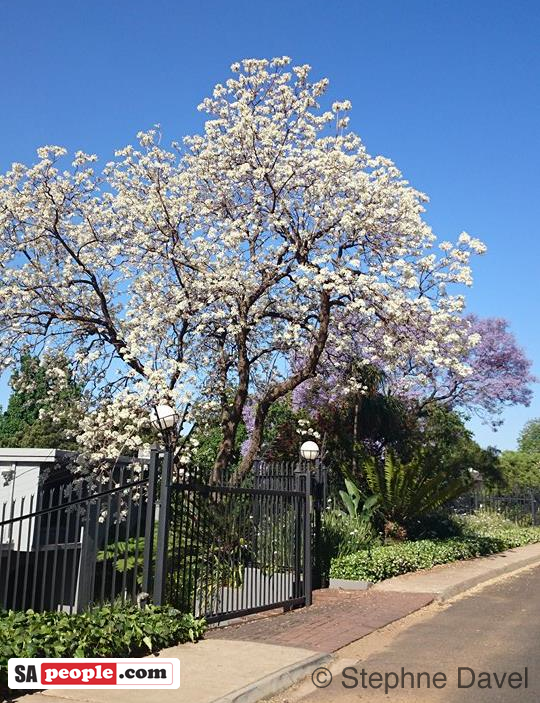 White Jacaranda, Pretoria