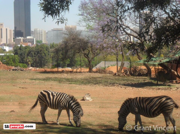Grant Vincent: "Here is another jacaranda photo. It was taken in 2012 at the National Zoological Gardens, Pretoria.