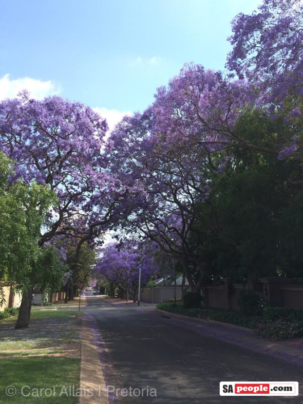 Pretoria Jacaranda trees
