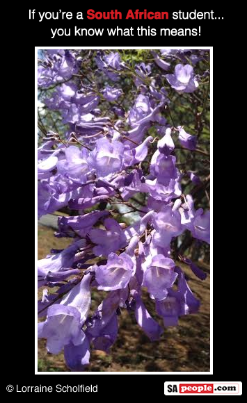 Exam time's looming when you see the Jacaranda in bloom