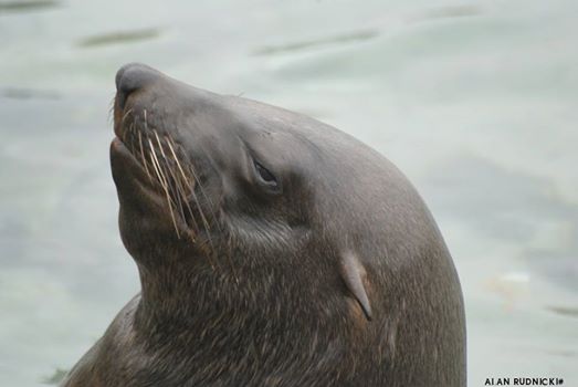 Gumtree ad asks for anyone like this Seal posing in Hout Bay
