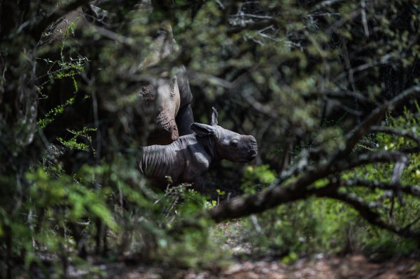 Thandi, rhino gives birth in South Africa