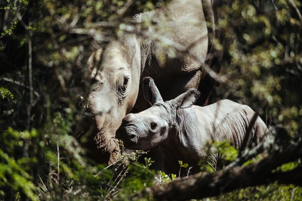 Thandi, poached rhino gives birth in South Africa