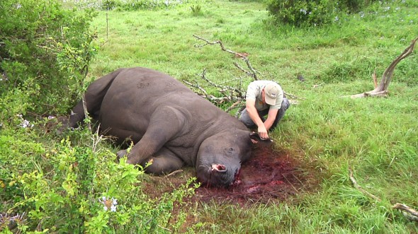 Thandi, rhino survivor