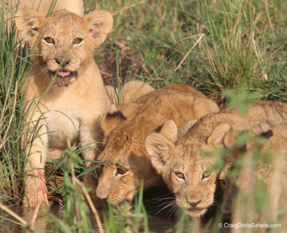 Lion cubs...where they belong. In the wild. Photo: CraigDoriaSafaris.com