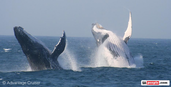Whales breaching in St Lucia, KZN, South Africa. 