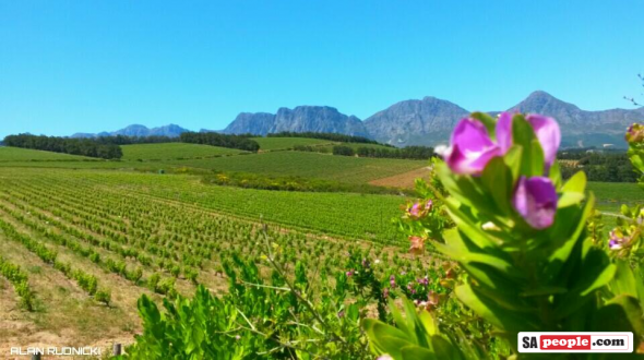 Vineyard South Africa