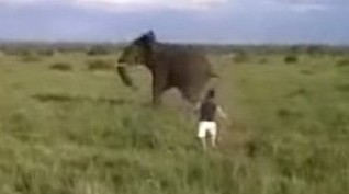 sapeople - drunk man charges elephant