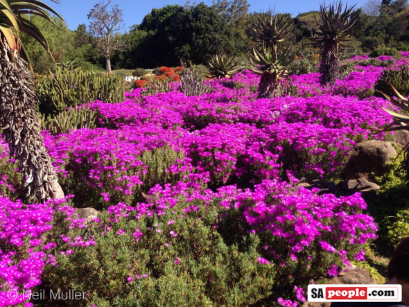 Kirstenbosch Gardens, Cape Town, South Africa