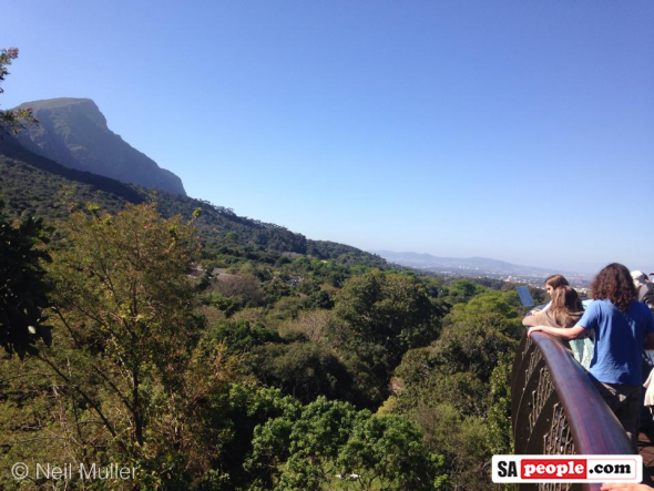 Kirstenbosch Gardens, Cape Town, South Africa - Boomslang