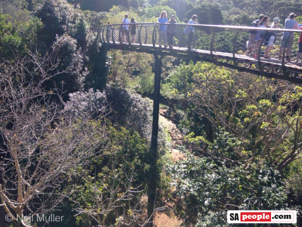 Kirstenbosch Gardens, Cape Town, South Africa - Boomslang