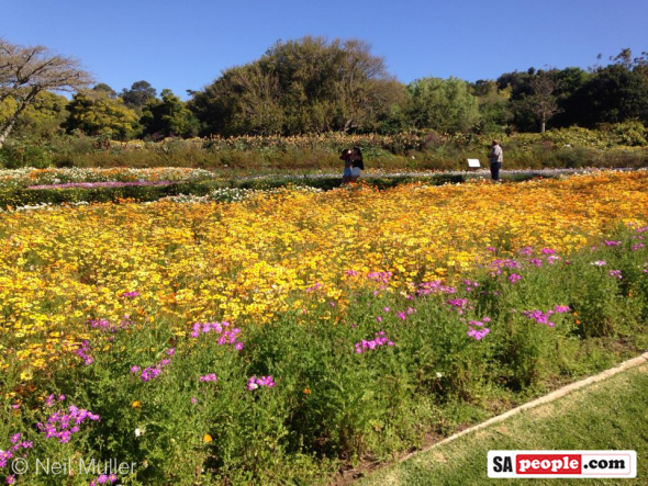 Kirstenbosch Gardens, Cape Town, South Africa