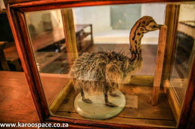Four-legged ostriches - only in the Karoo!