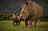 Thandi and her calf Thembi. Photo: Kariega / A. Goody