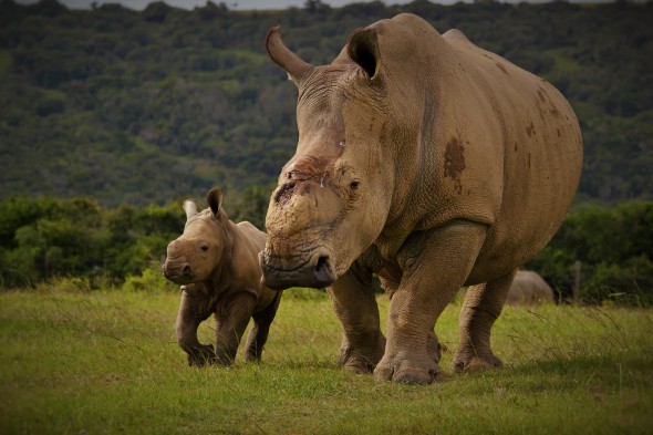 Thandi and her calf Thembi. Photo: Kariega / A. Goody