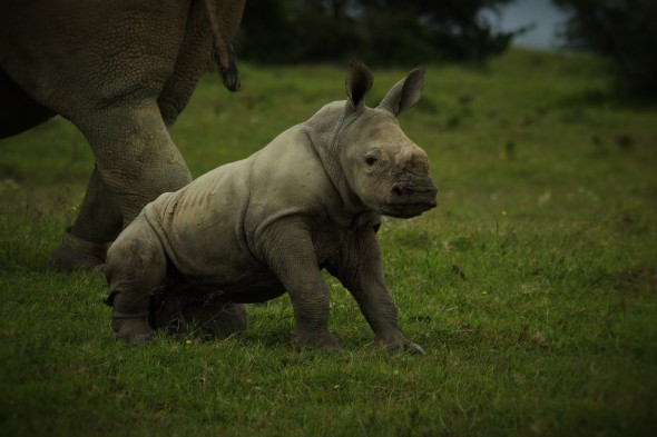 Thandi's calf Thembi. Photo: Kariega / A. Goody