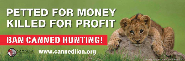 Ban Canned Hunting Lions South Africa