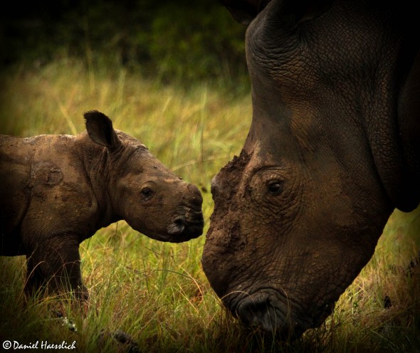 Thandi and her calf Thembi. Photo: Kariega