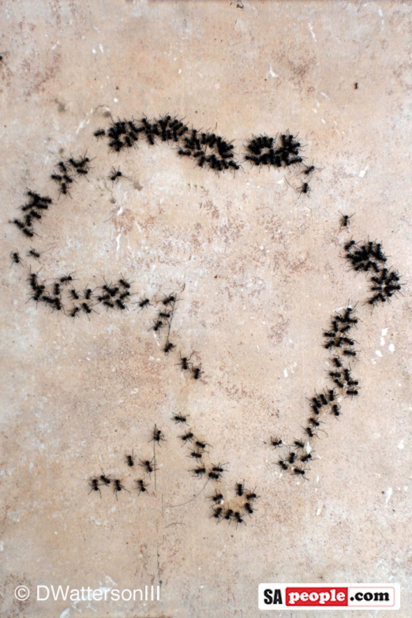Ants for Africa