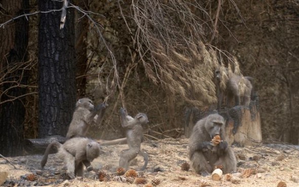 Tokai Troop. A female and infants feast on pine nuts dropped by pine trees after the fire.