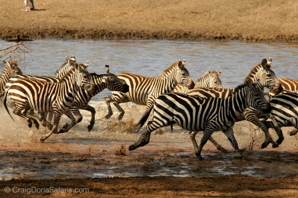 Zebra...not hunting