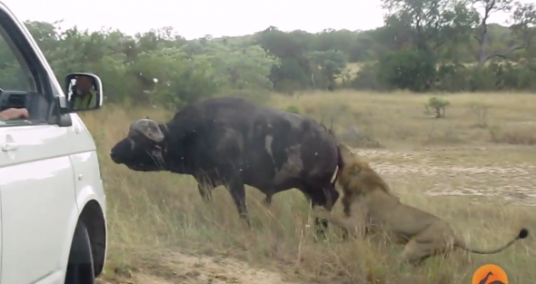 Buffalo fights off lions