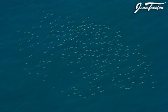 Jean Tresfon: "A shoal of yellowtail on the surface in Fish Hoek Bay..."