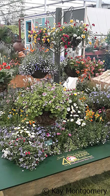 Chelsea Flower Show