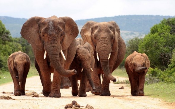 Elephants South Africa