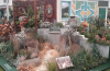 Part of SANBI Kirstenbosch RHS Chelsea Flower Show 2015 exhibit. © Kay Montgomery