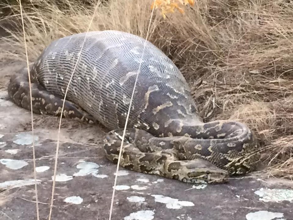 Python and Porcupine South Africa
