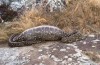 Python and Porcupine South Africa