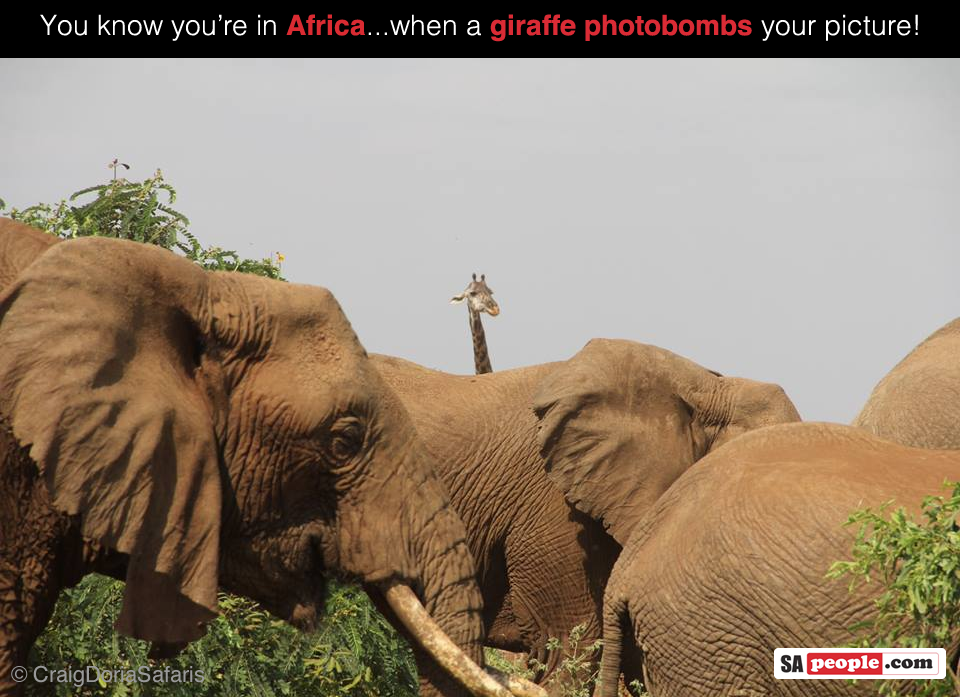 Giraffe Photobomb