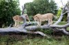 Lions at Lion Park, South Africa