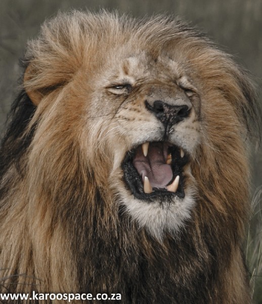 The now-extinct Cape Lion that once roamed between Leeu-Gamka and Beaufort West looked something like this gorgeous fellow.