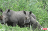 Africa's Big Five - rhino