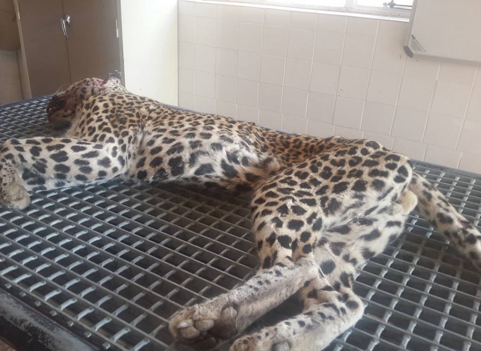 The leopard, after it was captured for examination