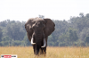 Elephants South Africa