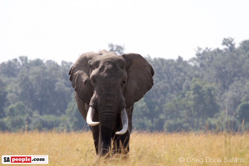 Elephants South Africa