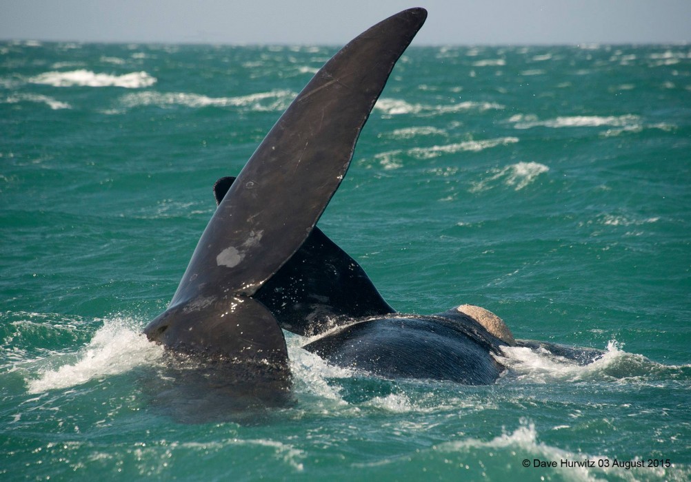 Whales Simonstown South Africa