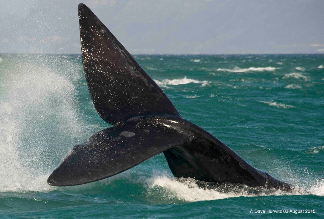 Whales Simonstown South Africa