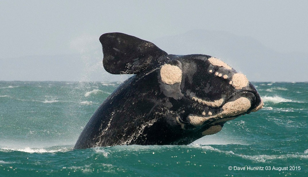 Whales Simonstown South Africa