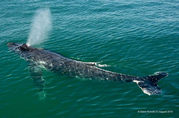 Whales Simonstown South Africa