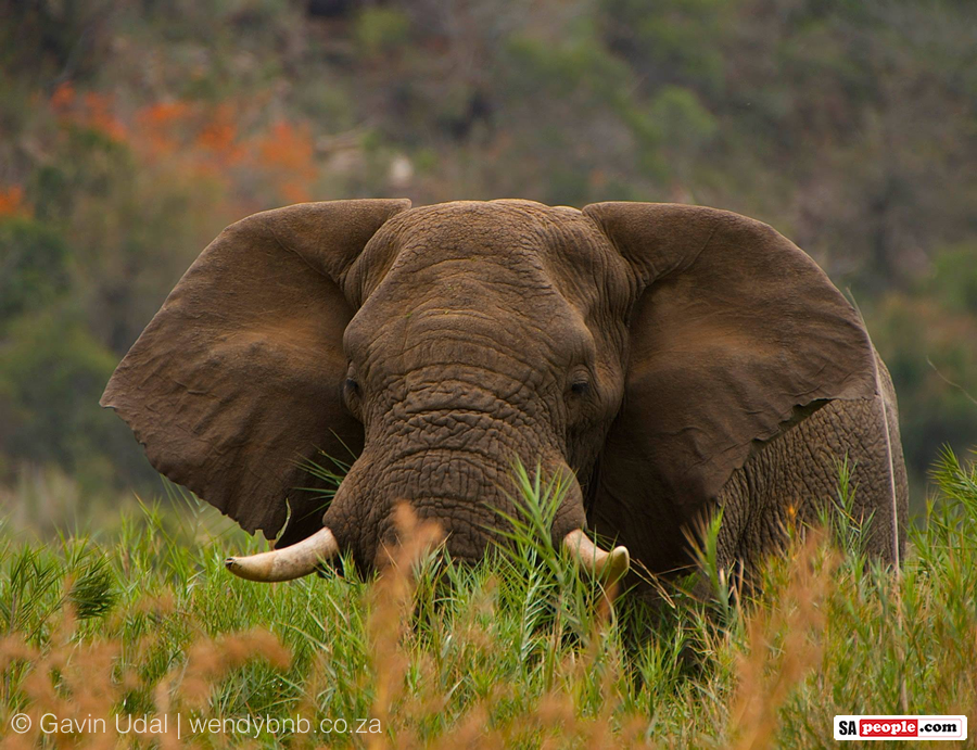 Celebrating World Elephant Day! Photograph taken by - Gavin Udal