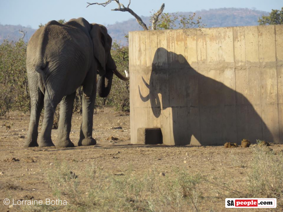 Thirsty elephants, Kruger National Park, South Africa